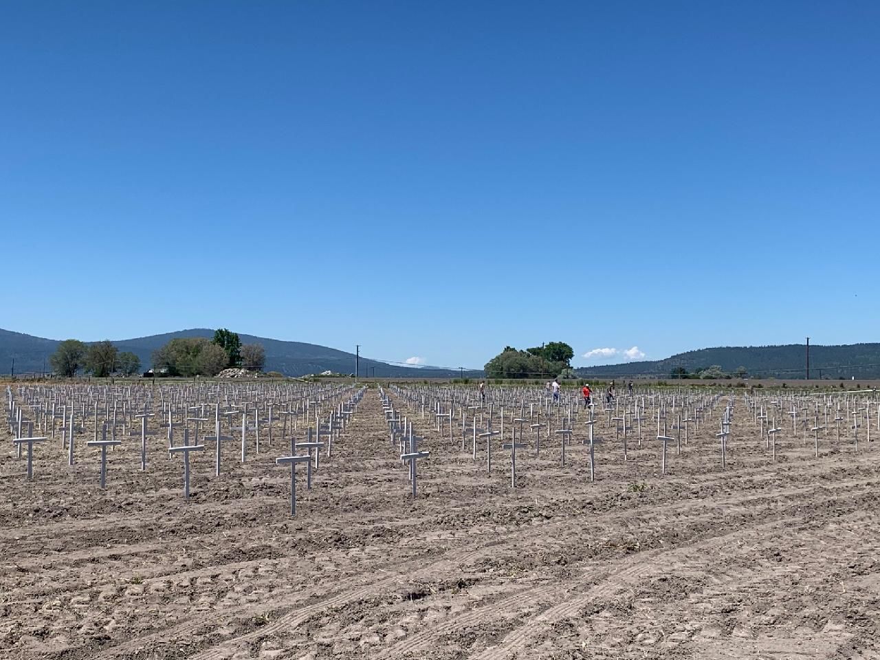 Field crosses